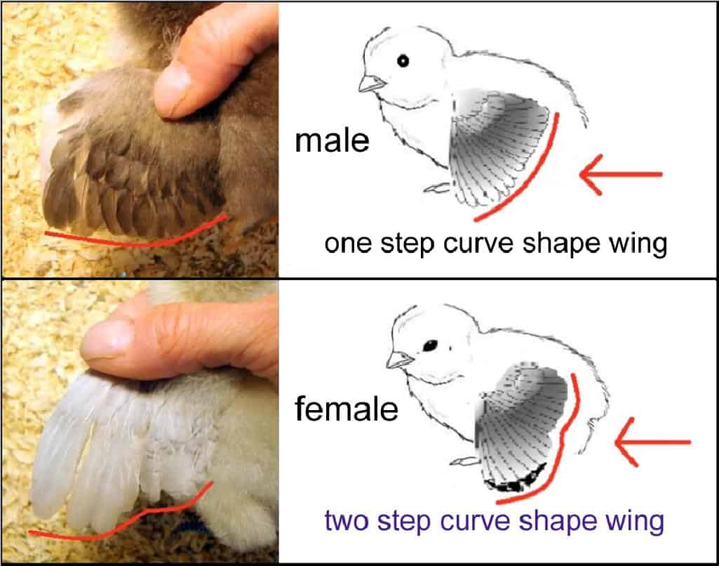 How to Sex Chickens: A Backyard Farmer’s Essential Guide – Animal Site