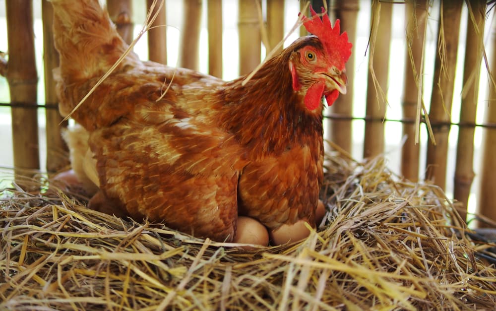 Laying hens' egg production