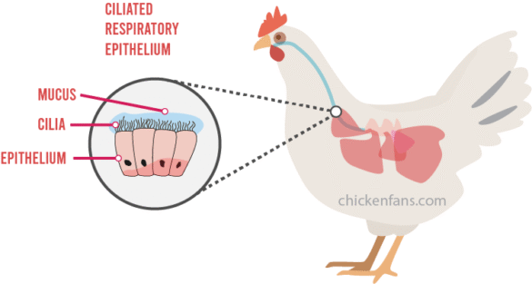 respiratory system of chicekn