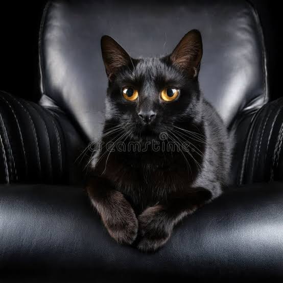 bombay cat