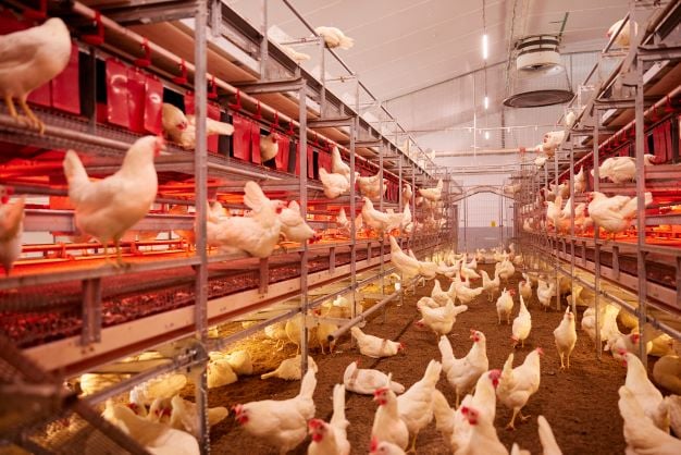 poultry house ighting