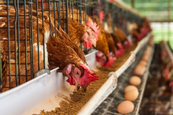 egg laying hen in bangladesh